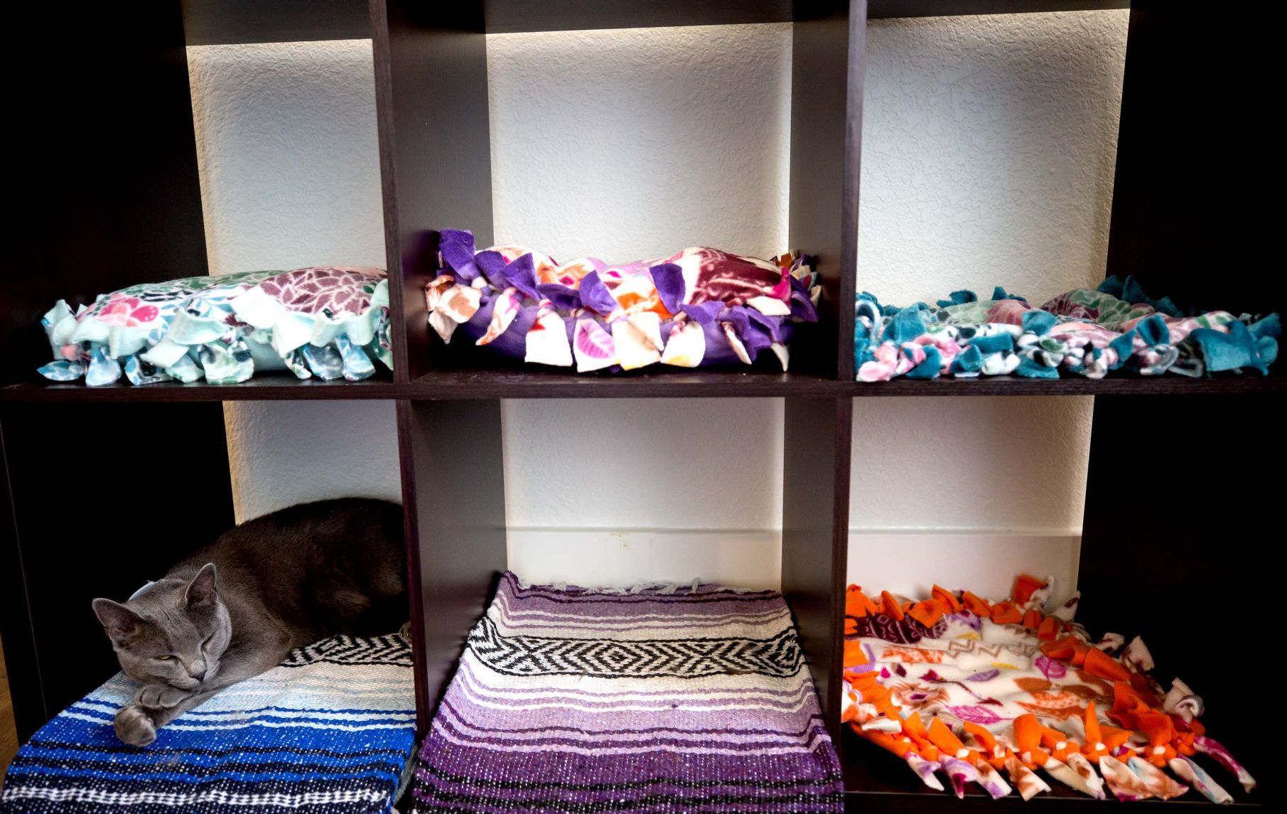 El Jefe Cat Lounge